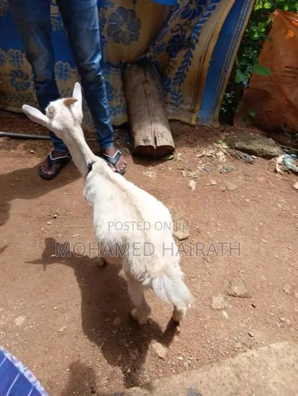 Farm Goat