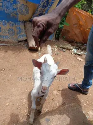 Farm Goat