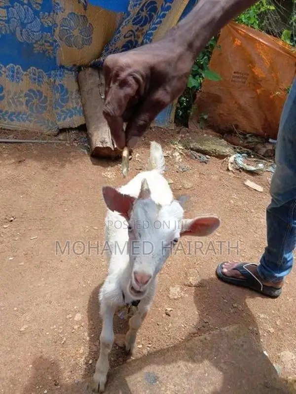 Farm Goat