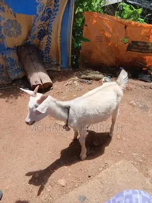 Farm Goat
