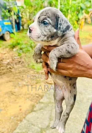 American Bully