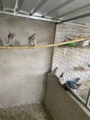 Silver Pigeons