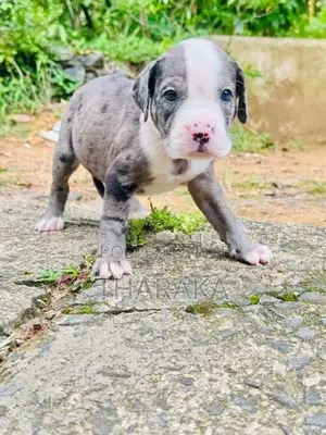 American Bully