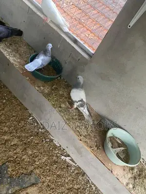 Silver Pigeons