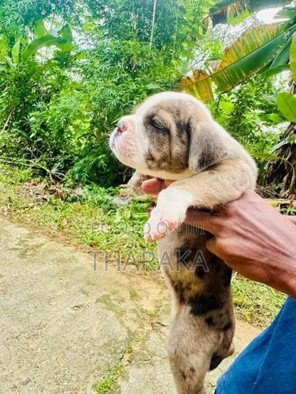American Bully