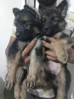 German Shepherd Puppies