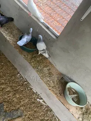 Silver Pigeons