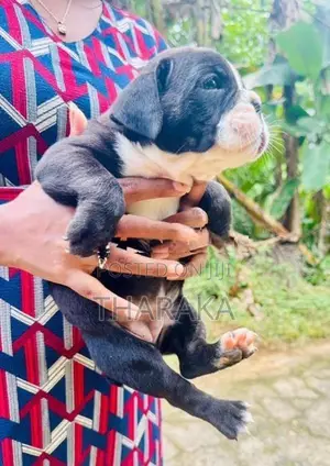 American Bully