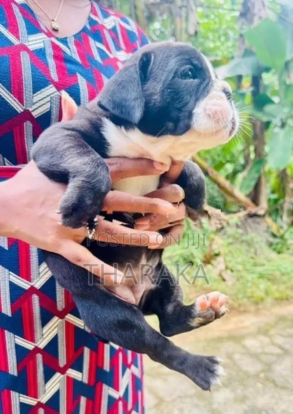 American Bully