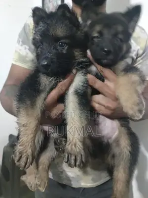 German Shepherd Puppies