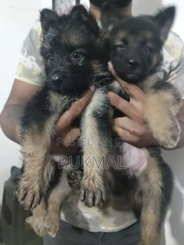 German Shepherd Puppies