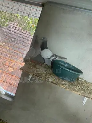 Silver Pigeons
