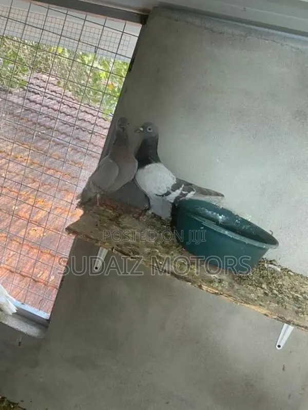 Silver Pigeons