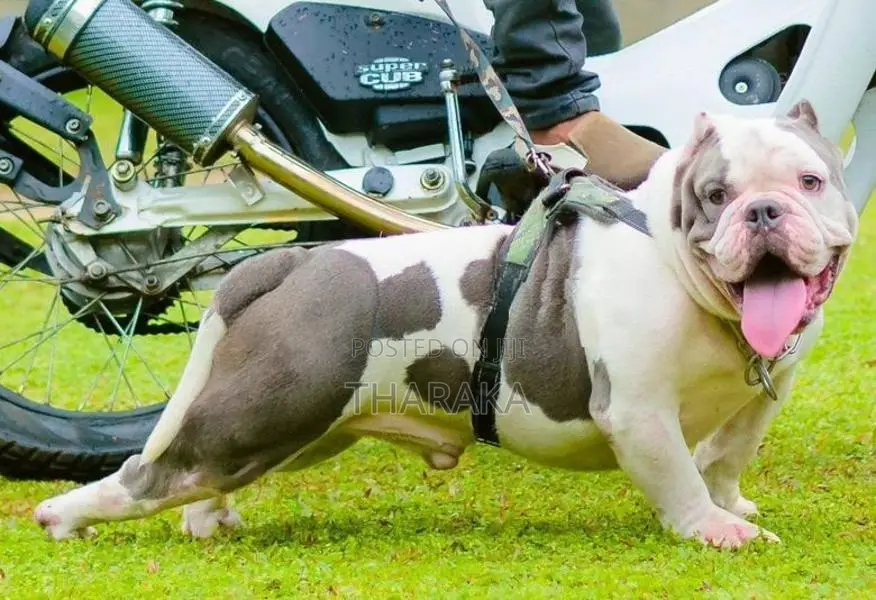 American Bully