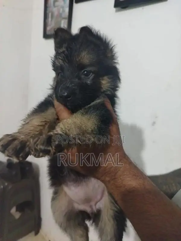 German Shepherd Puppies