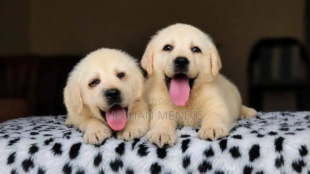 Labrador Retriever Puppies