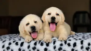Labrador Retriever Puppies