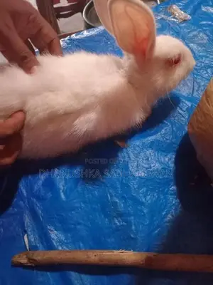 හාවන්