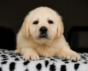 Labrador Retriever Puppies