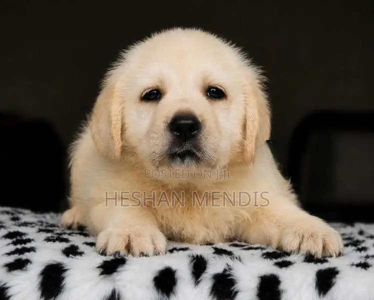 Labrador Retriever Puppies