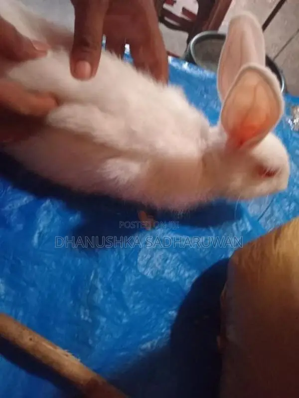 හාවන්