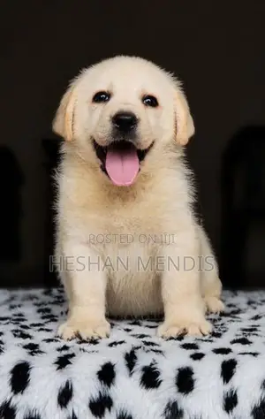 Labrador Retriever Puppies