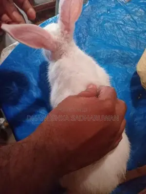 හාවන්
