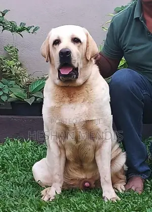 Labrador Retriever Puppies