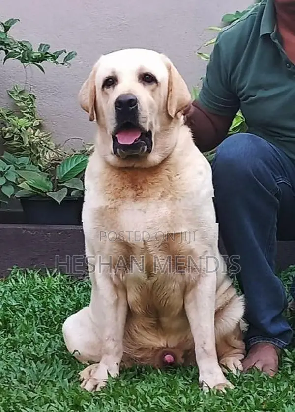 Labrador Retriever Puppies