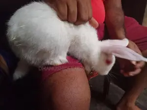 හාවන්