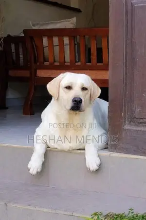 Labrador Retriever Puppies