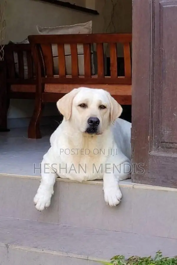 Labrador Retriever Puppies