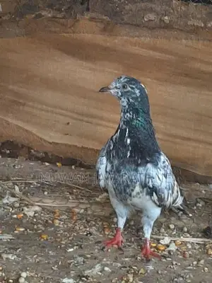 Pigeon