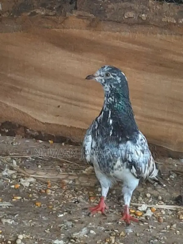 Pigeon