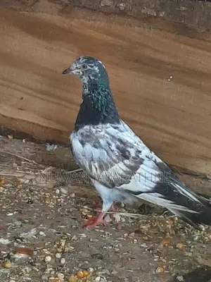 Pigeon