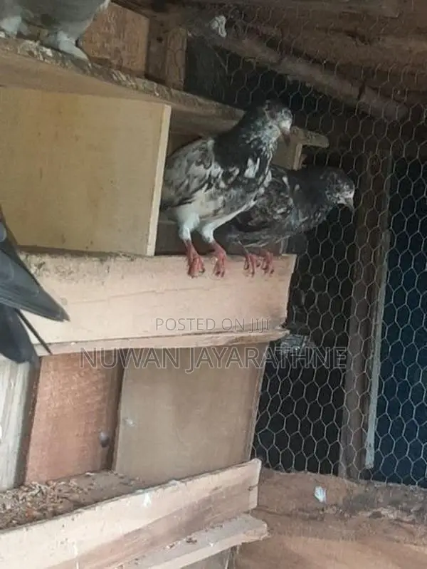 Pigeon