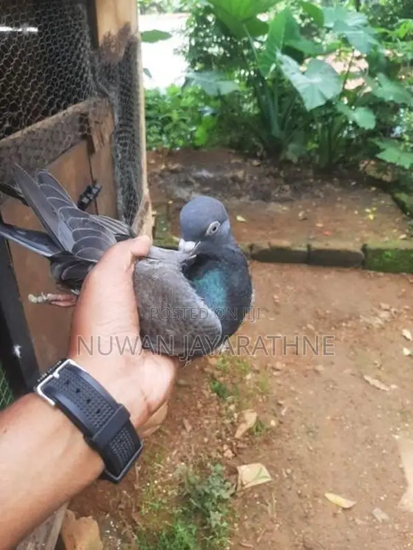 Pigeon