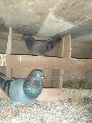 Pigeon