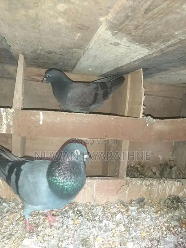Pigeon