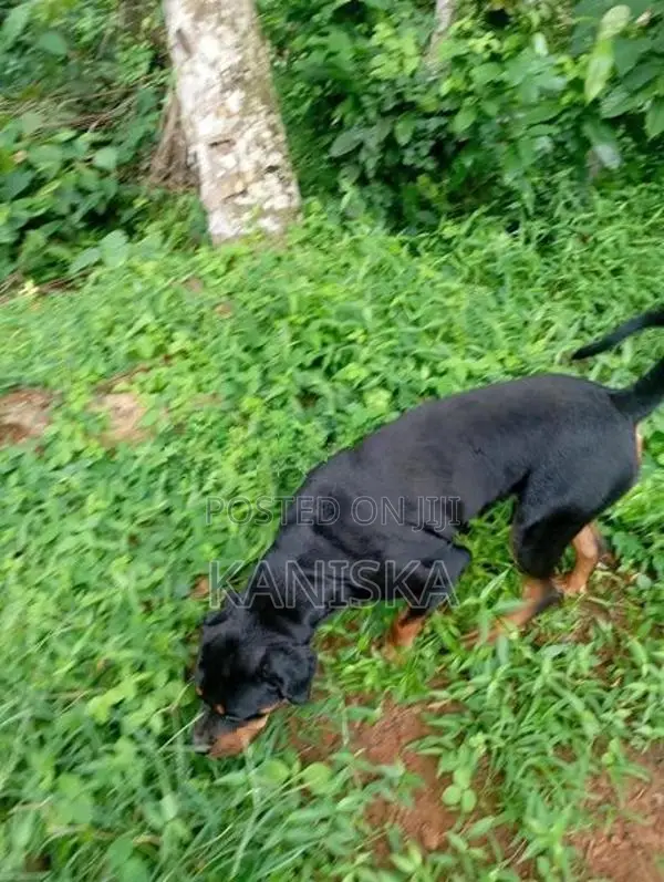 Rottweiler Female Dog