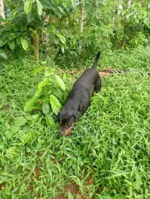 Rottweiler Female Dog