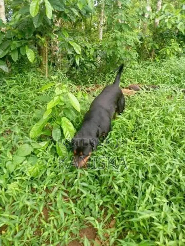 Rottweiler Female Dog