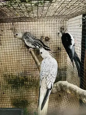 Cockatiel Birds