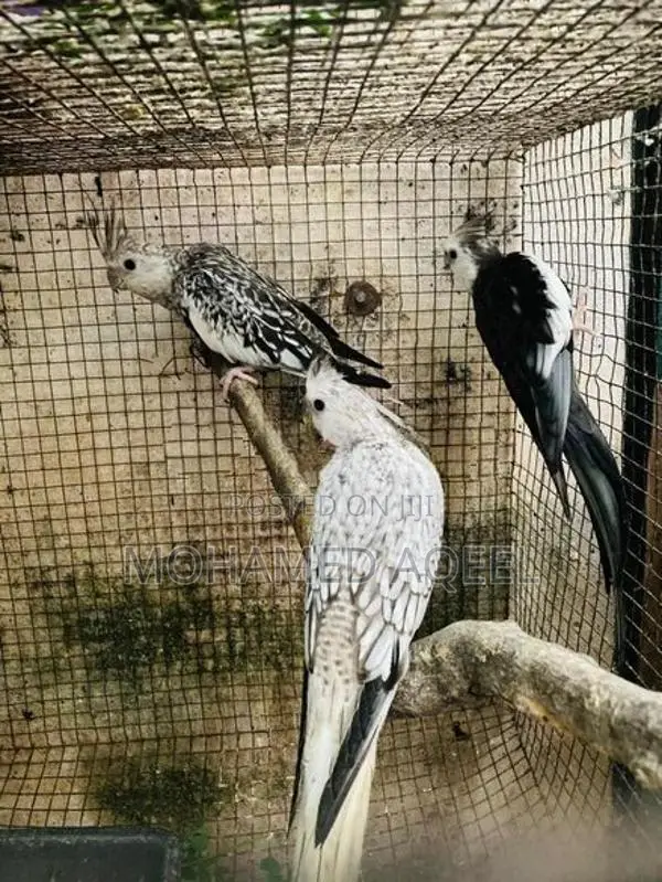 Cockatiel Birds