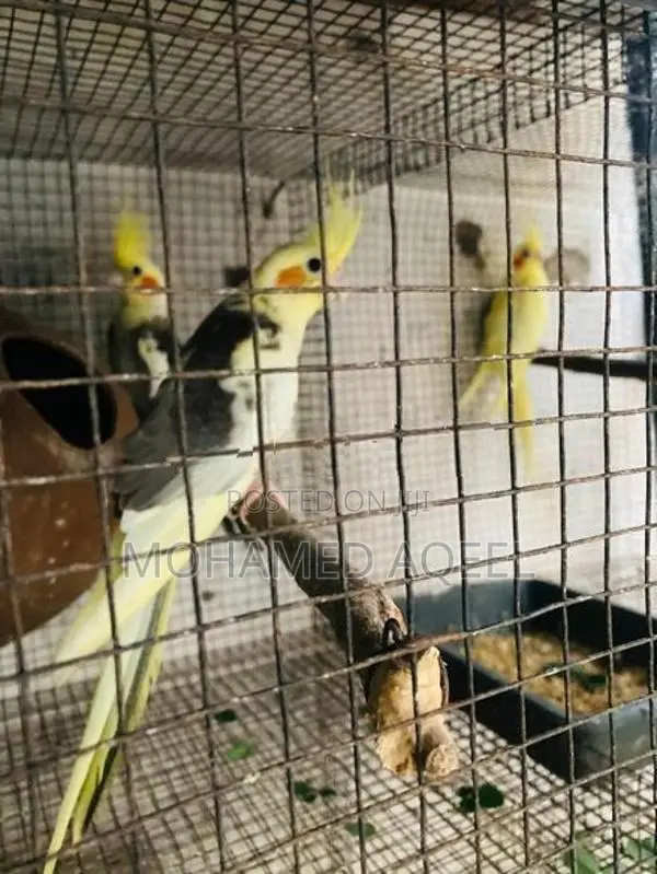 Cockatiel Birds