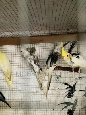 Cockatiel Birds