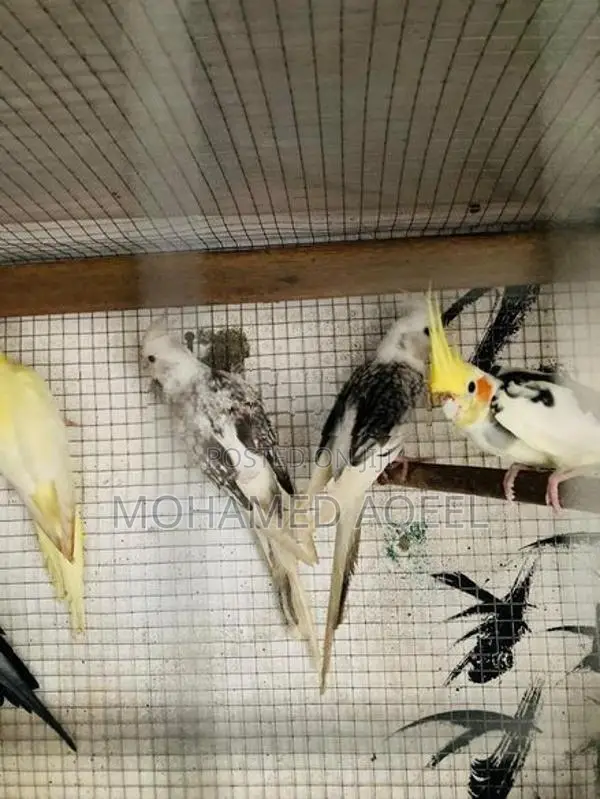 Cockatiel Birds