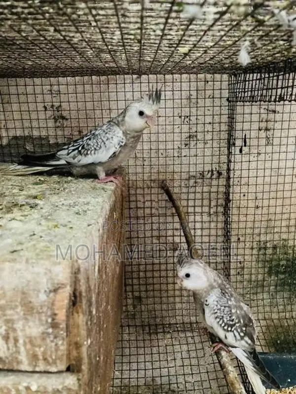 Cockatiel Birds