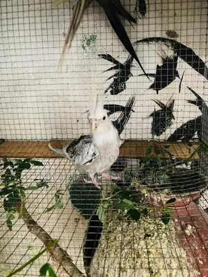 Cockatiel Birds