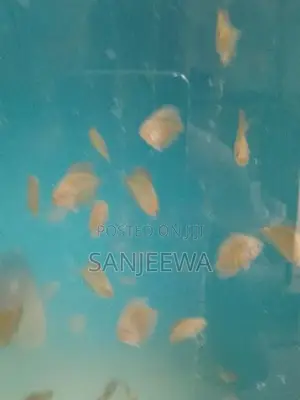 Discuss Fish